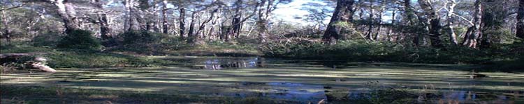 Duckweed dam on east